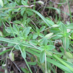 Sabatia campestris