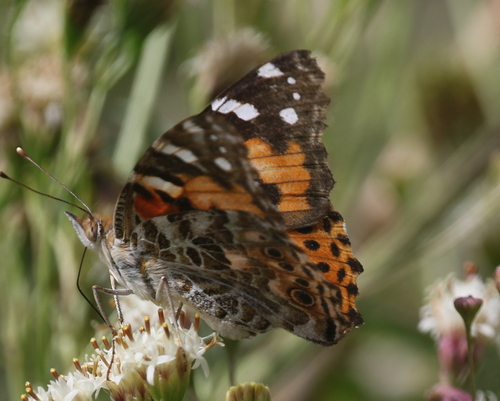 Painted Lady