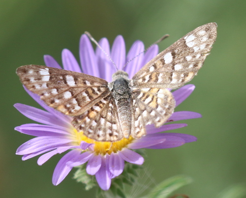 Palmer's Metalmark