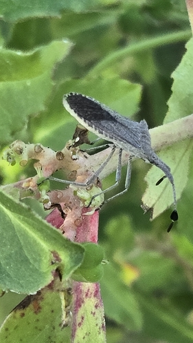 Euphorbia Bug