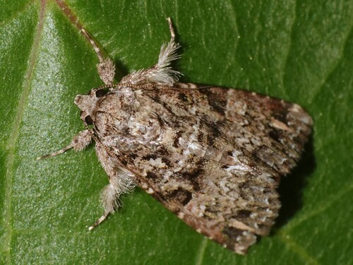Latreille's Fern Moth