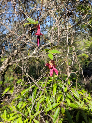 Kennedia rubicunda, photograph 3