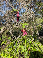 Kennedia rubicunda, photograph author not stated, no rights reserved