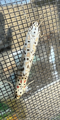 Heliotrope Moth