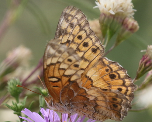Variegated Fritillary
