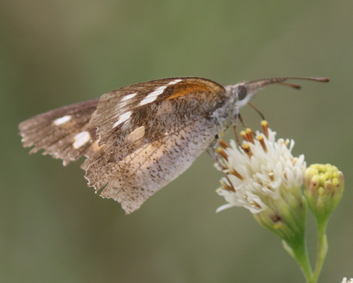 American Snout