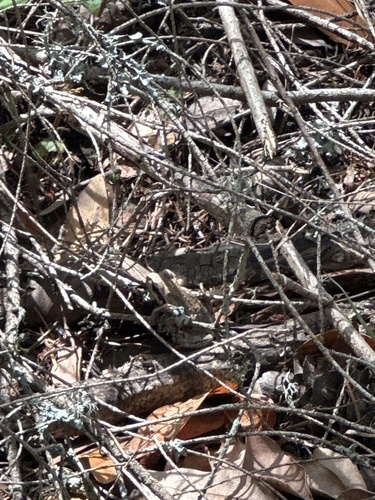 Pacific chorus frog seen in Sonoma Valley