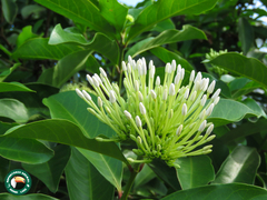 Angiospermae