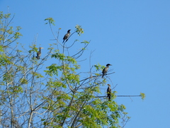 Nannopterum brasilianum