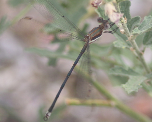 Great Spreadwing