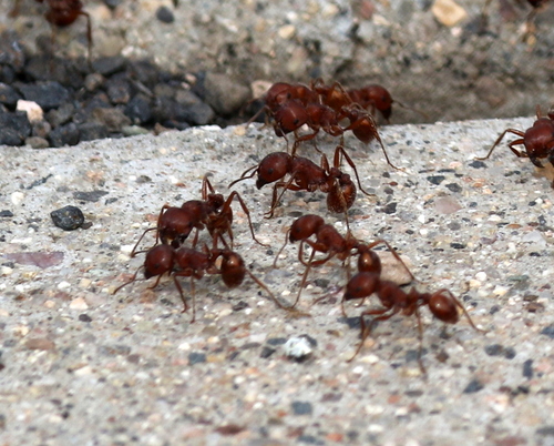 Red Harvester Ant