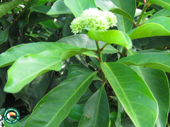 Angiospermae