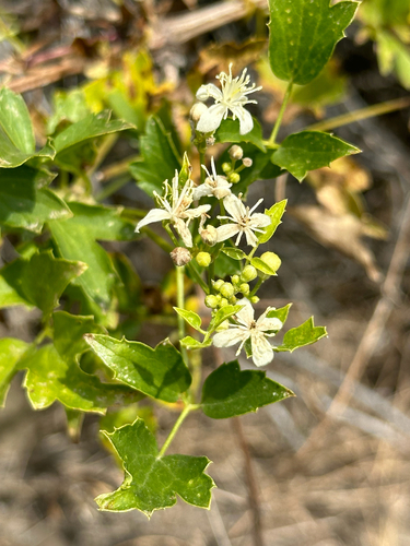 Clematis ligusticifolia