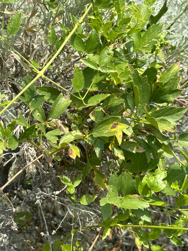 Clematis ligusticifolia, photograph 2
