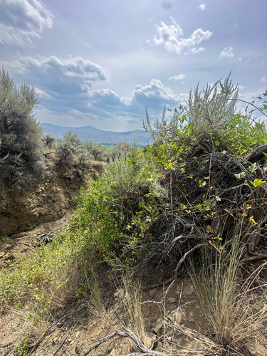 Clematis ligusticifolia, photograph 3