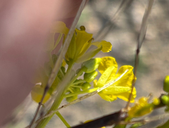 Sisymbrium loeselii, photograph author not stated, no rights reserved