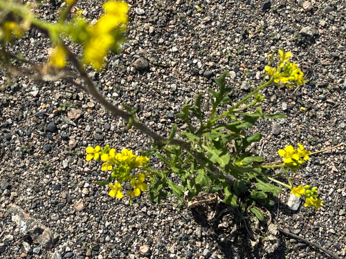 Sisymbrium loeselii, photograph 6