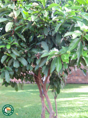 Angiospermae