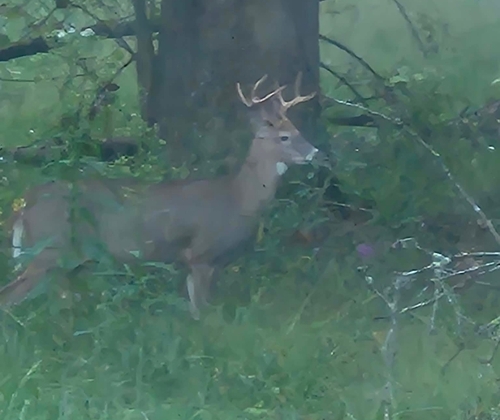 White-tailed Deer