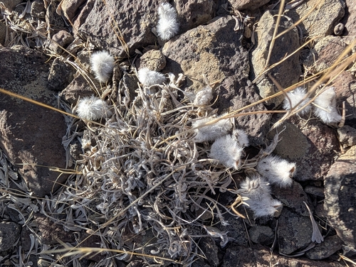 Astragalus purshii observed 2026-09-22