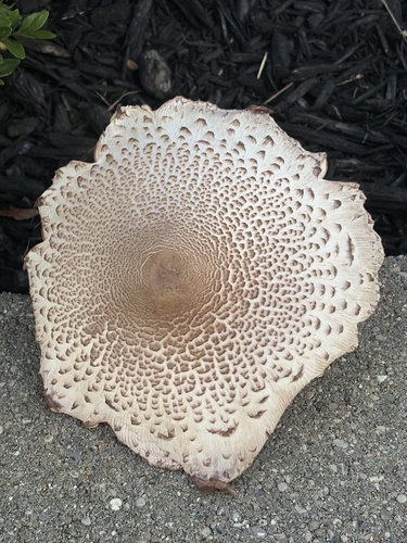 reddening lepiota