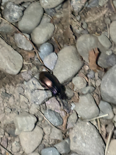 Bronze Ground Beetle