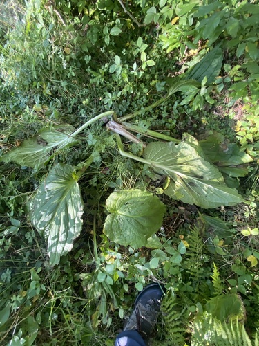 Eastern Skunk Cabbage