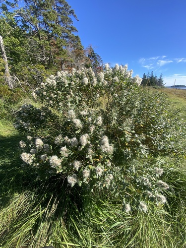 groundsel tree