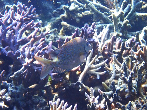 Siganus punctatus observed 2026-09-21
