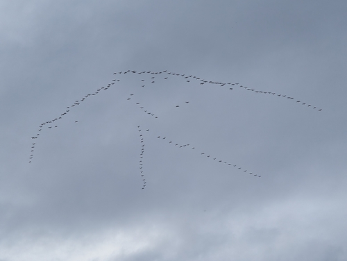 Sandhill Crane