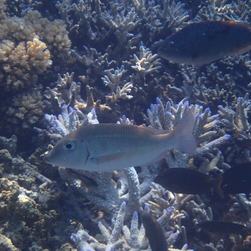 Lethrinus obsoletus observed 2026-09-21