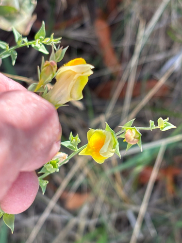 Linaria dalmatica, photograph 5