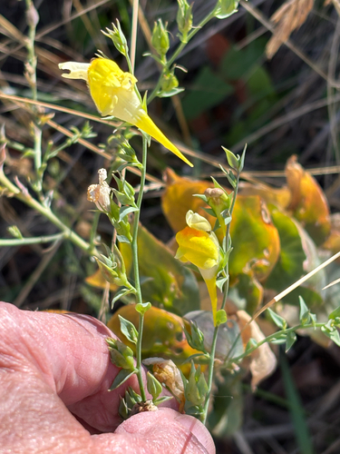Linaria dalmatica, photograph 2