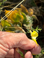Linaria dalmatica, photograph author not stated, no rights reserved