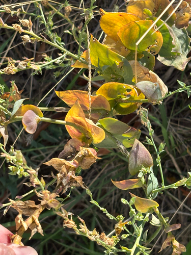 Linaria dalmatica, photograph 6