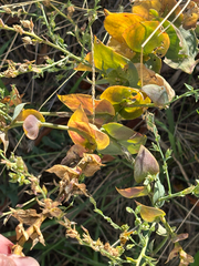 Linaria dalmatica, photograph author not stated, no rights reserved