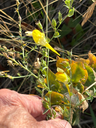 Linaria dalmatica, photograph 4