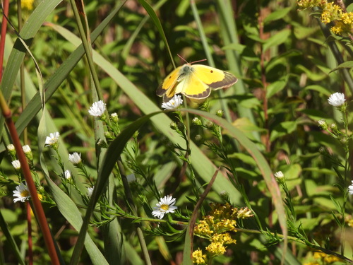 Orange Sulphur