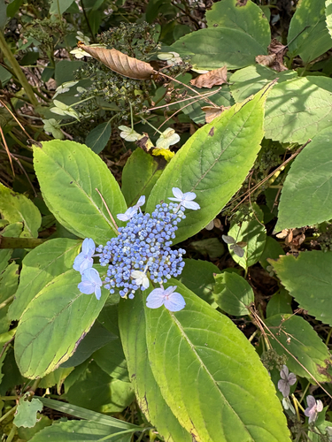 Mountain Hydrangea