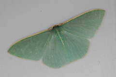 Chlorocoma assimilis