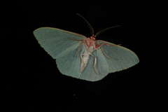 Chlorocoma assimilis