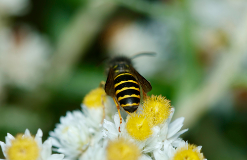 Northern Aerial Yellowjacket