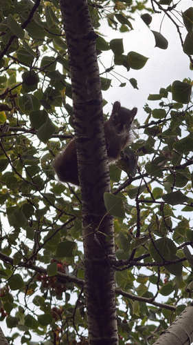 American Red Squirrel
