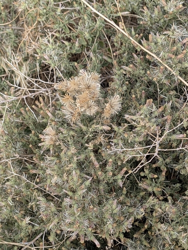 Brickellia microphylla, 2026-09-21
