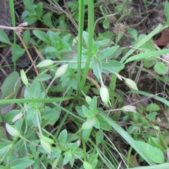 Sabatia campestris