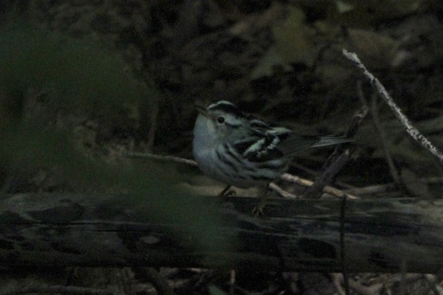 Black-and-white Warbler