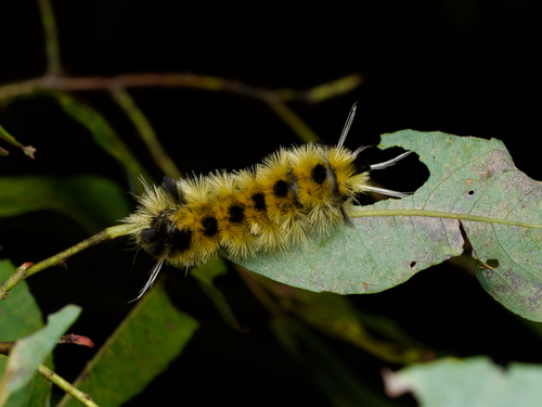 Spotted Tussock Moth