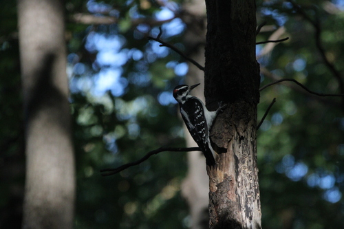 Hairy Woodpecker