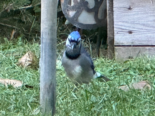Blue Jay