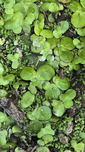 greater duckweed